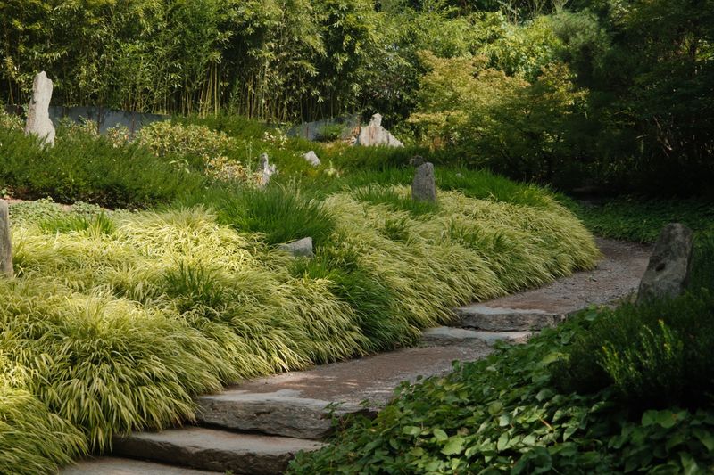 Japanese Forest Grass For Bright Shady Corners