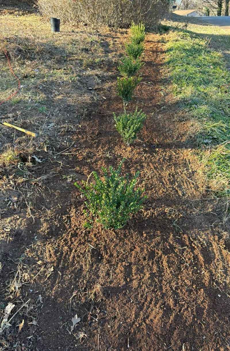 Japanese Holly Can Fill Formal Foundation Spaces Japanese Holly Can Fill Formal Foundation Spaces
