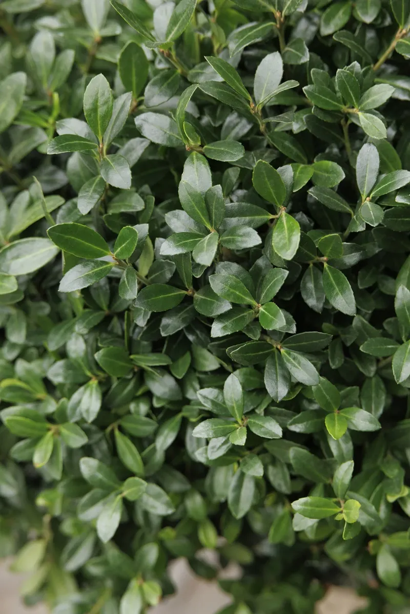 Japanese Holly Mimics Boxwood With Small, Dark Green Leaves