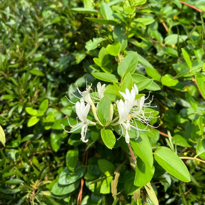 Japanese Honeysuckle