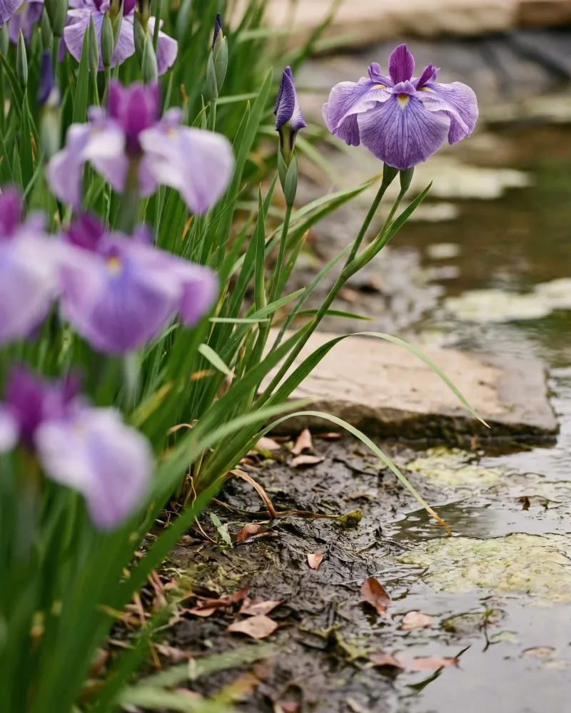 Japanese Iris (Iris ensata)