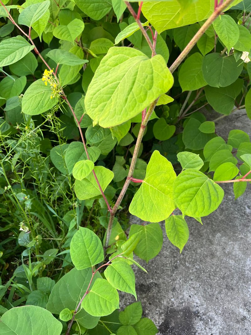 Japanese Knotweed Takes Over And Refuses To Leave
