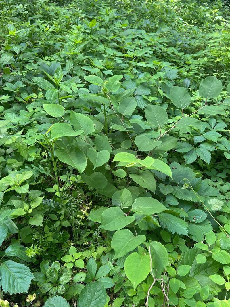 Japanese Knotweed