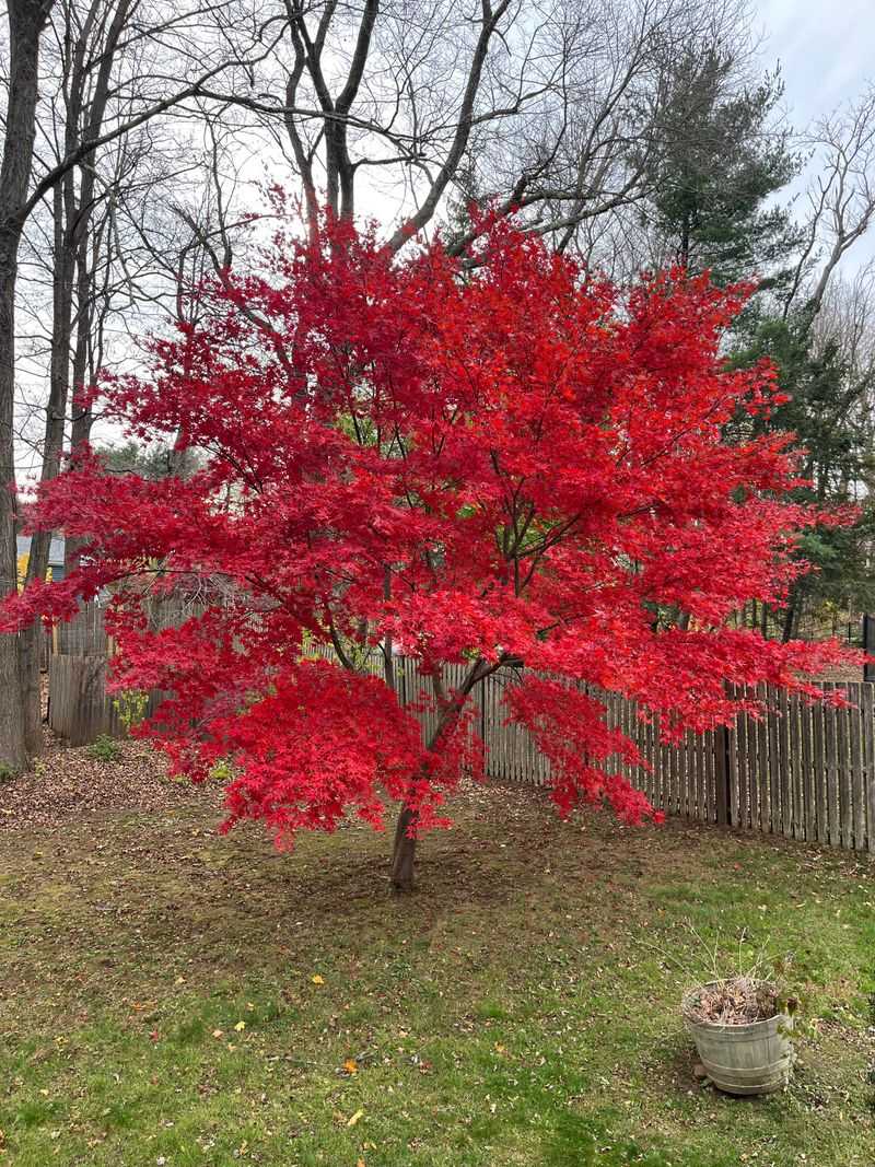 Japanese Maple Japanese Maple