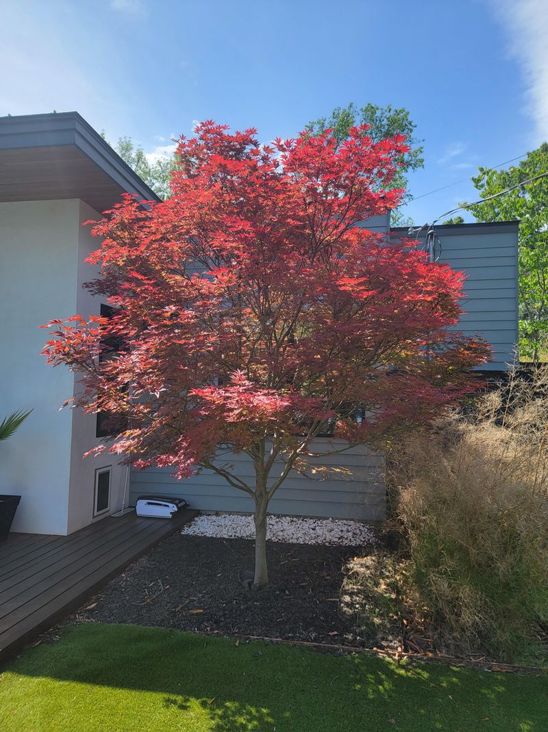 Japanese Maple Rewards Consistent Fall Moisture