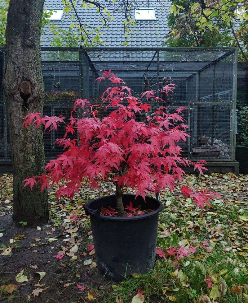 Japanese Maple Roots Reveal Long-Term Soil Health Japanese Maple Roots Reveal Long-Term Soil Health