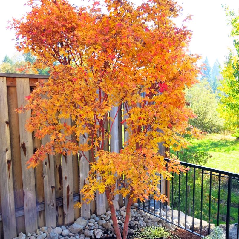 Japanese Maples Do Not Need A Late Push Of Growth Japanese Maples Do Not Need A Late Push Of Growth