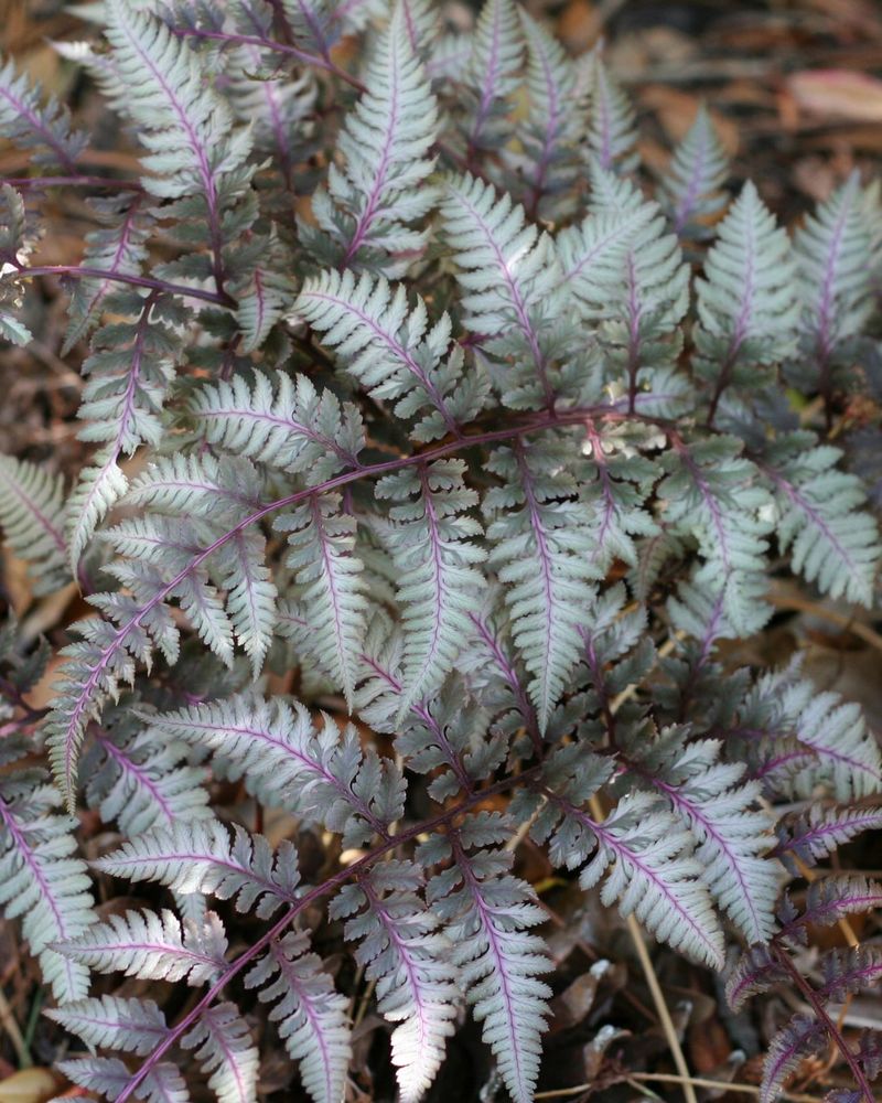 Japanese Painted Fern Japanese Painted Fern