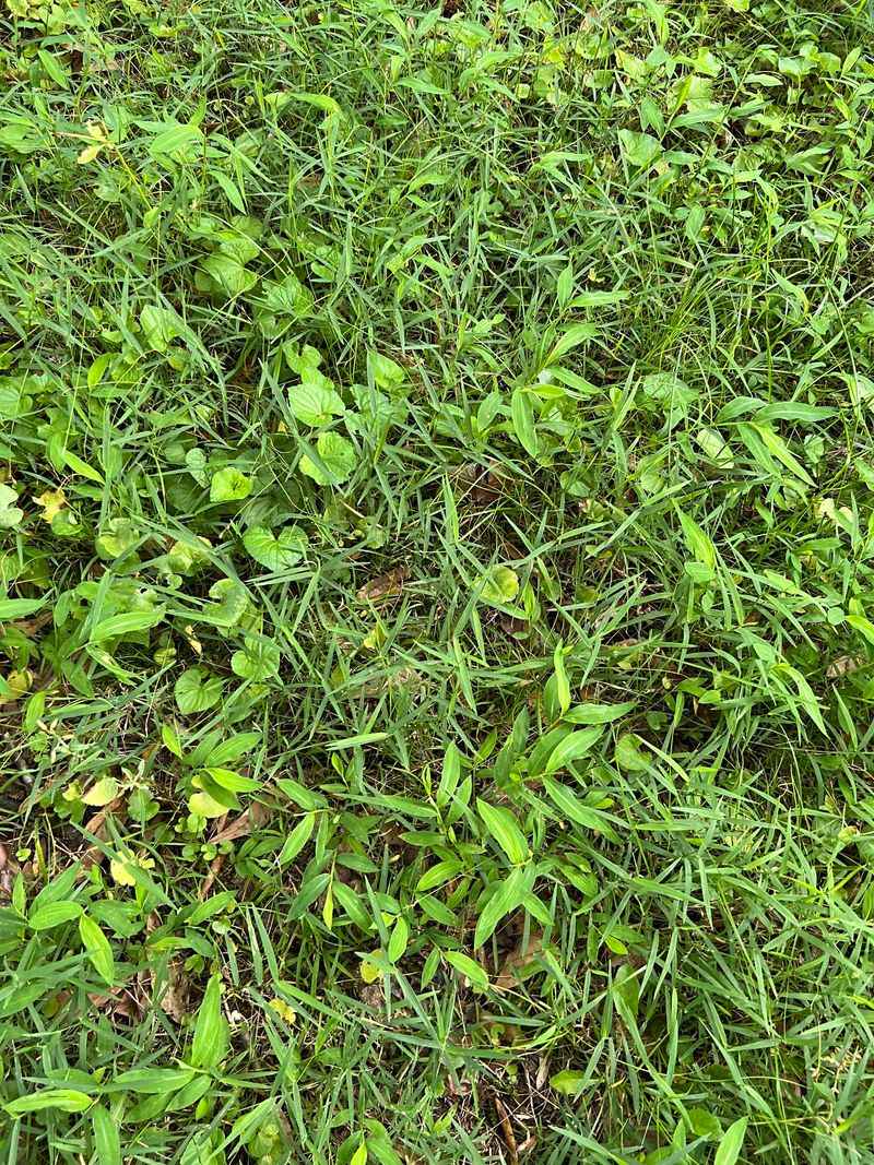 Japanese Stiltgrass Spreads Quickly Across Disturbed Ground