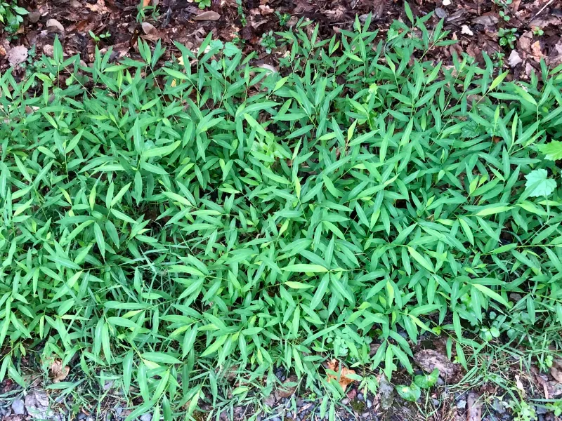 Japanese Stiltgrass Thrives Along Shady Disturbed Areas