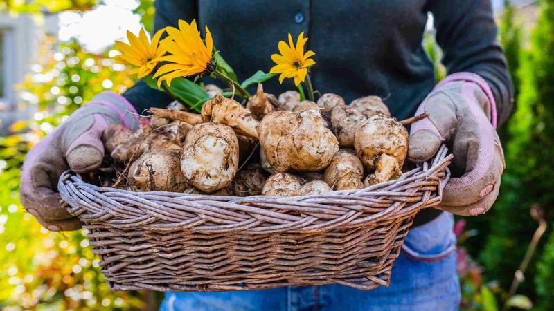 Jerusalem Artichoke / Sunchoke