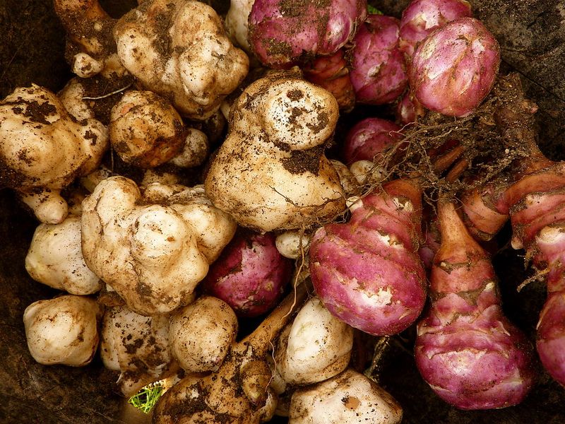 Jerusalem Artichoke Jerusalem Artichoke