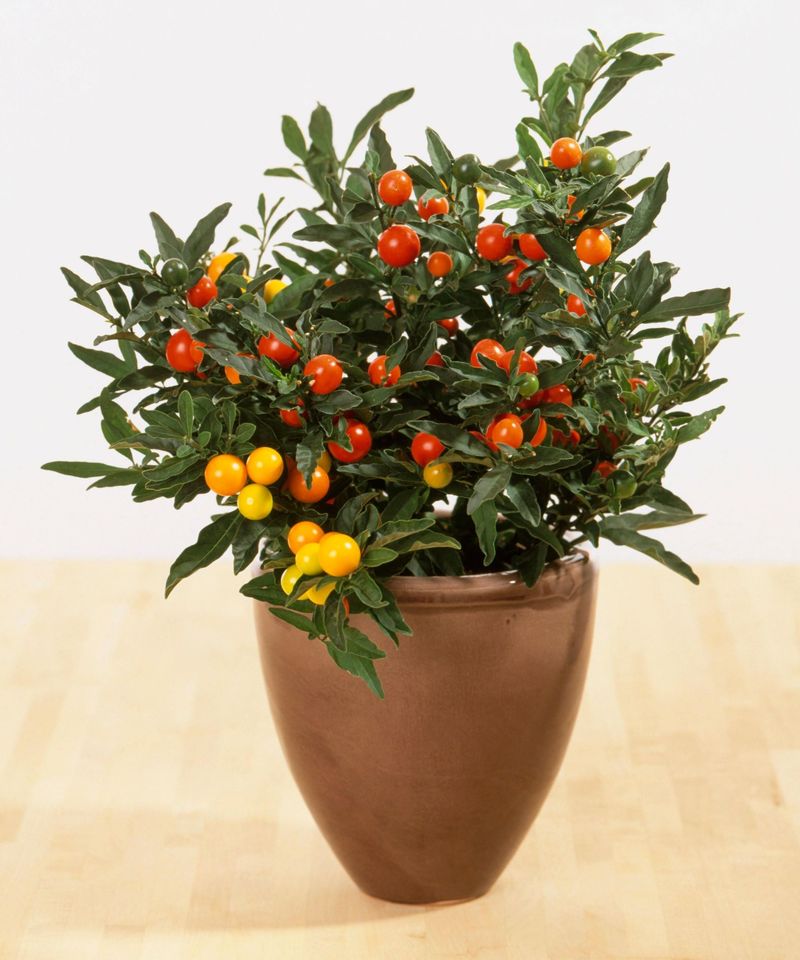 Jerusalem Cherry, A Festive Plant With Poisonous Berries Jerusalem Cherry, A Festive Plant With Poisonous Berries