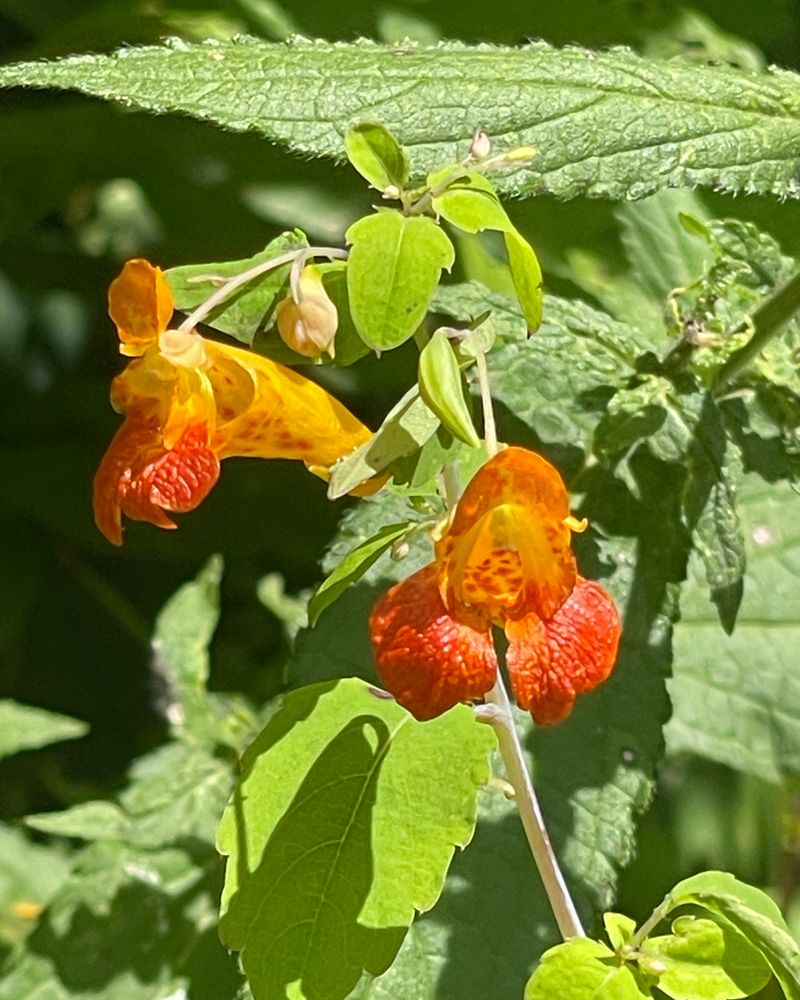 Jewelweed Blooms From Summer Until The First Fall Frost