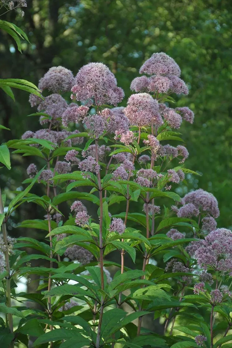 Joe-Pye Weed Adds Height And Late Flowers