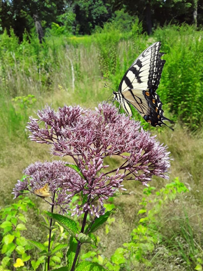 Joe Pye Weed Can Extend Its Bloom Display Into Early Fall