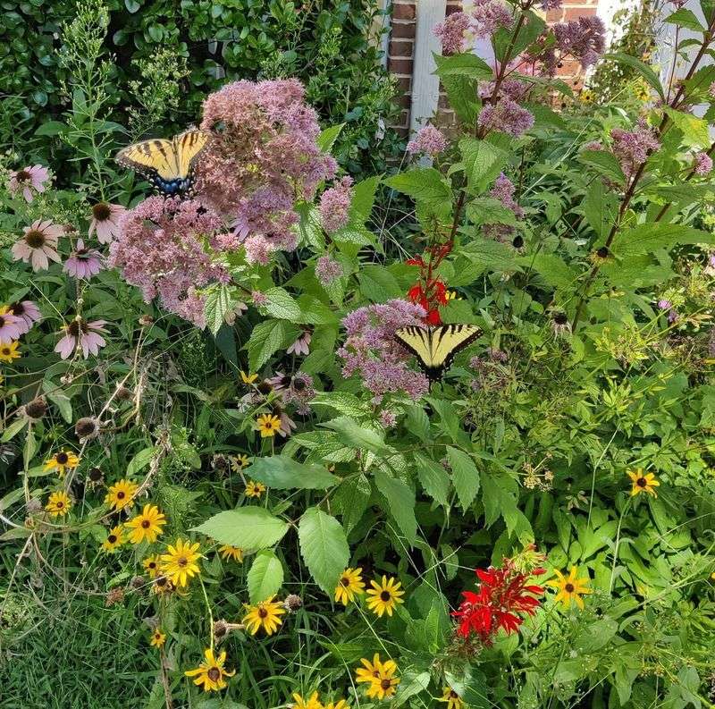 Joe Pye Weed Is The Pink Pollinator Magnet That Ends The Season Beautifully Joe Pye Weed Is The Pink Pollinator Magnet That Ends The Season Beautifully