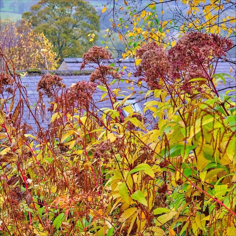 Joe-Pye Weed Seeds Drift On Fluffy Tufts Joe-Pye Weed Seeds Drift On Fluffy Tufts