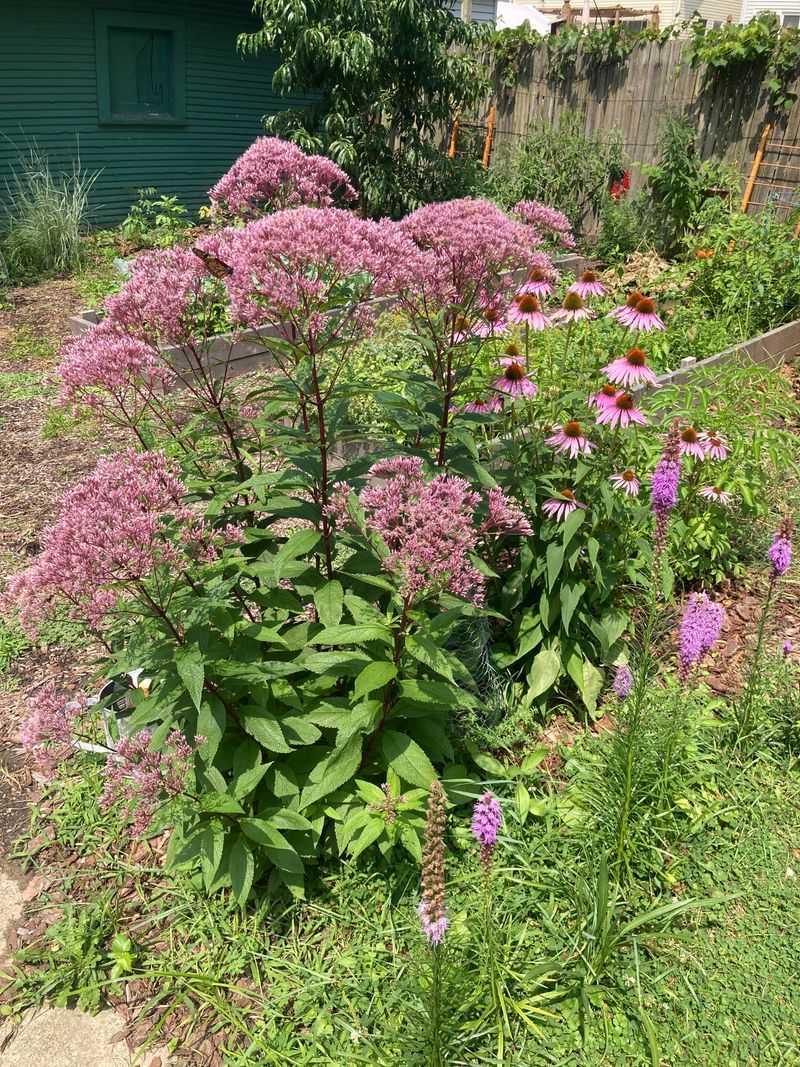 Joe Pye Weed Towers Over Late Summer Gardens