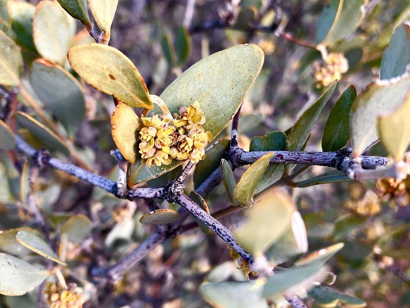 Jojoba Jojoba