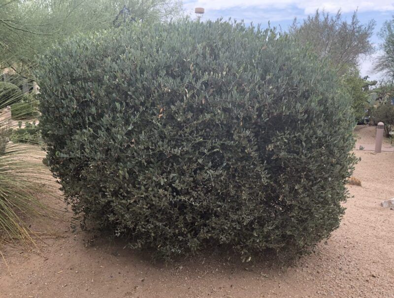 Jojoba Jojoba