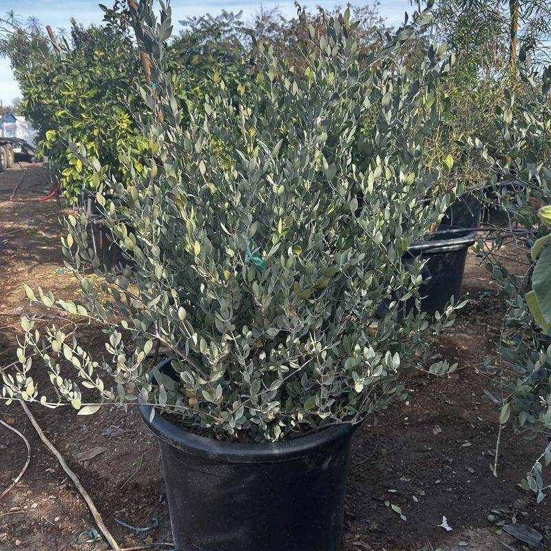 Jojoba