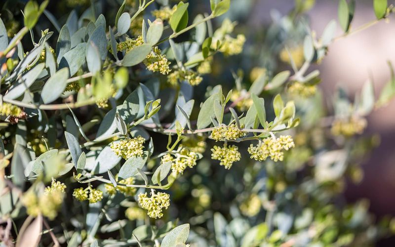 Jojoba Jojoba