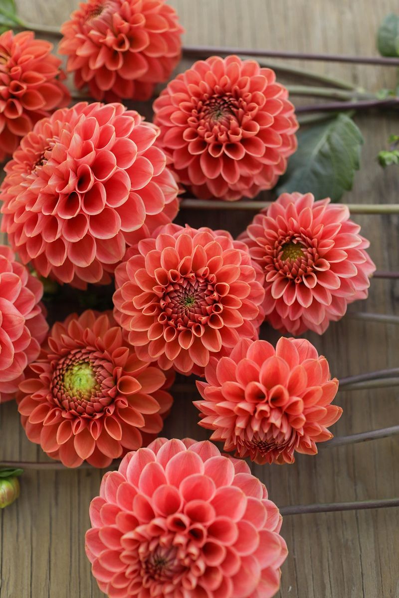 'Jomanda' Dahlia 'Jomanda' Dahlia