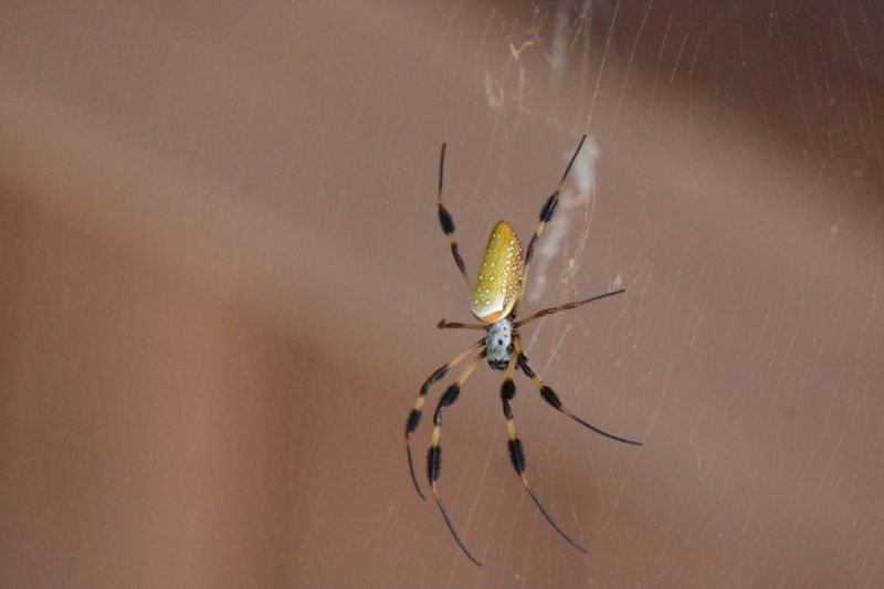 Joro Spiders Are Surprisingly Shy Joro Spiders Are Surprisingly Shy