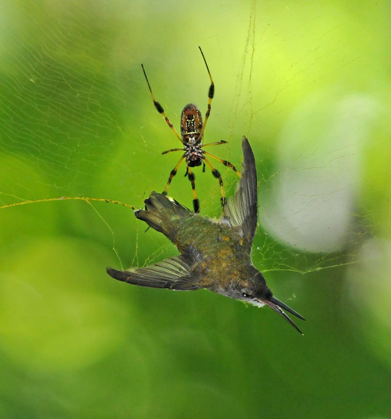Joro Webs Can Quickly Become A Problem Near Feeders
