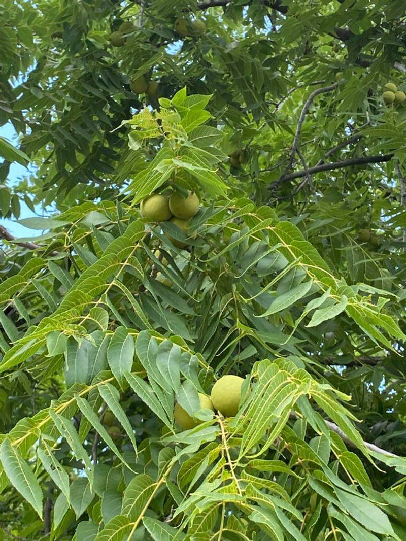 Juglone, The Quiet Chemical Working Under The Canopy