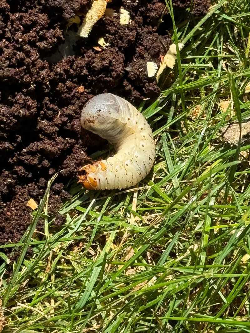 Juicy Grubs And Insects Hiding In The Soil
