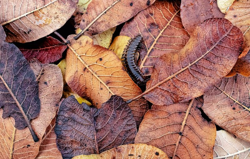 Juicy Grubs Beneath The Leaves Juicy Grubs Beneath The Leaves