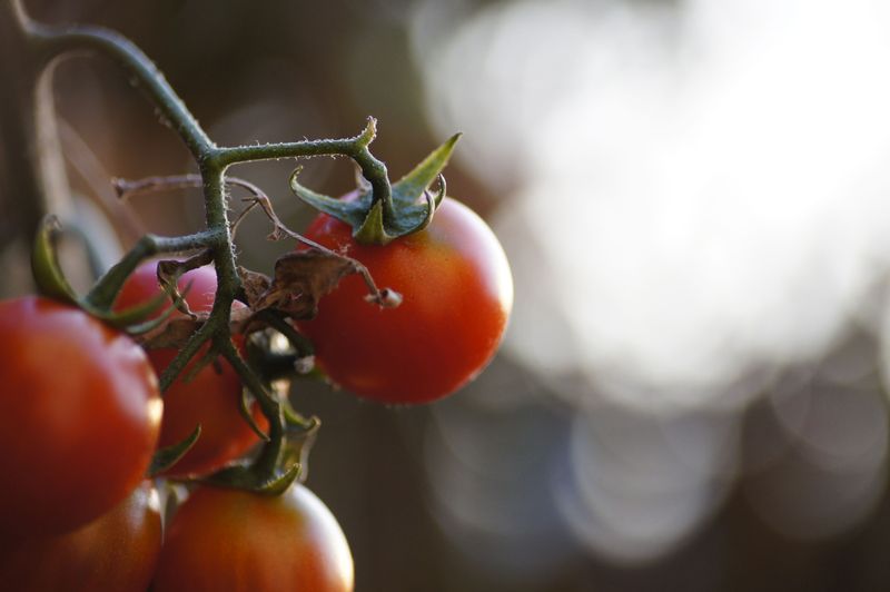Juicy Tomatoes Still Blushing On The Vine
