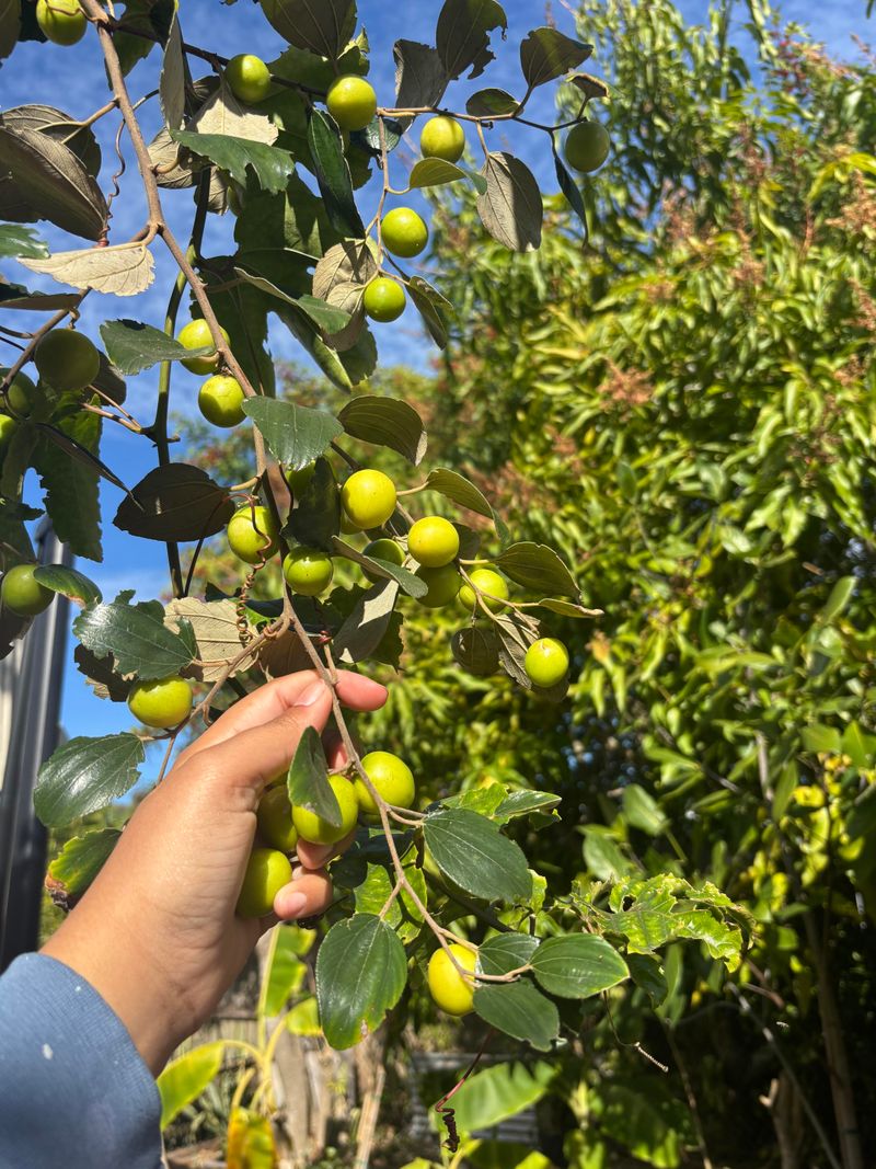 Jujube Handles Poor Soil Without Complaint Jujube Handles Poor Soil Without Complaint