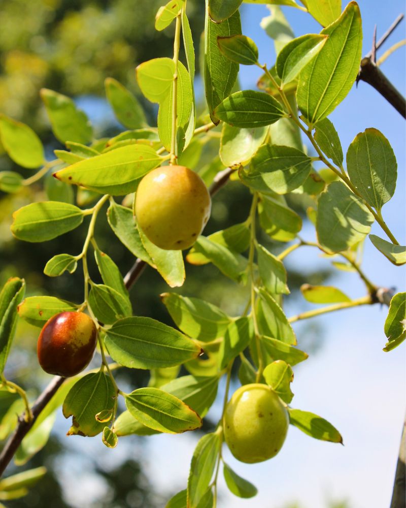 Jujube Trees Handle California Heat With Ease