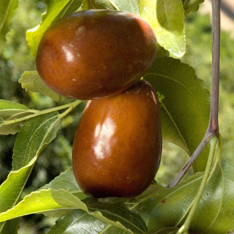 Jujube Trees