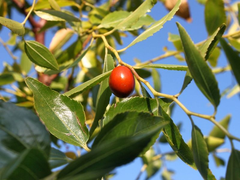 Jujubes Produce Well In Hot Summer Areas