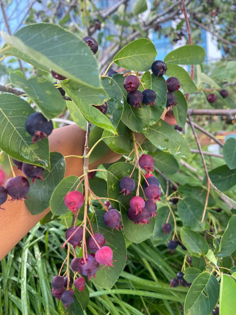 June Berries Taste Like Sweet Blueberries