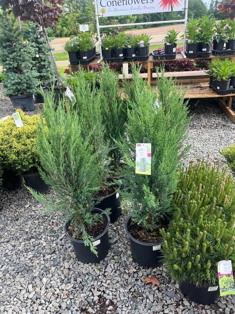 Juniper Juniper