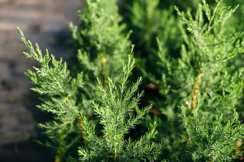 Juniper Can Burn Hot And Fast