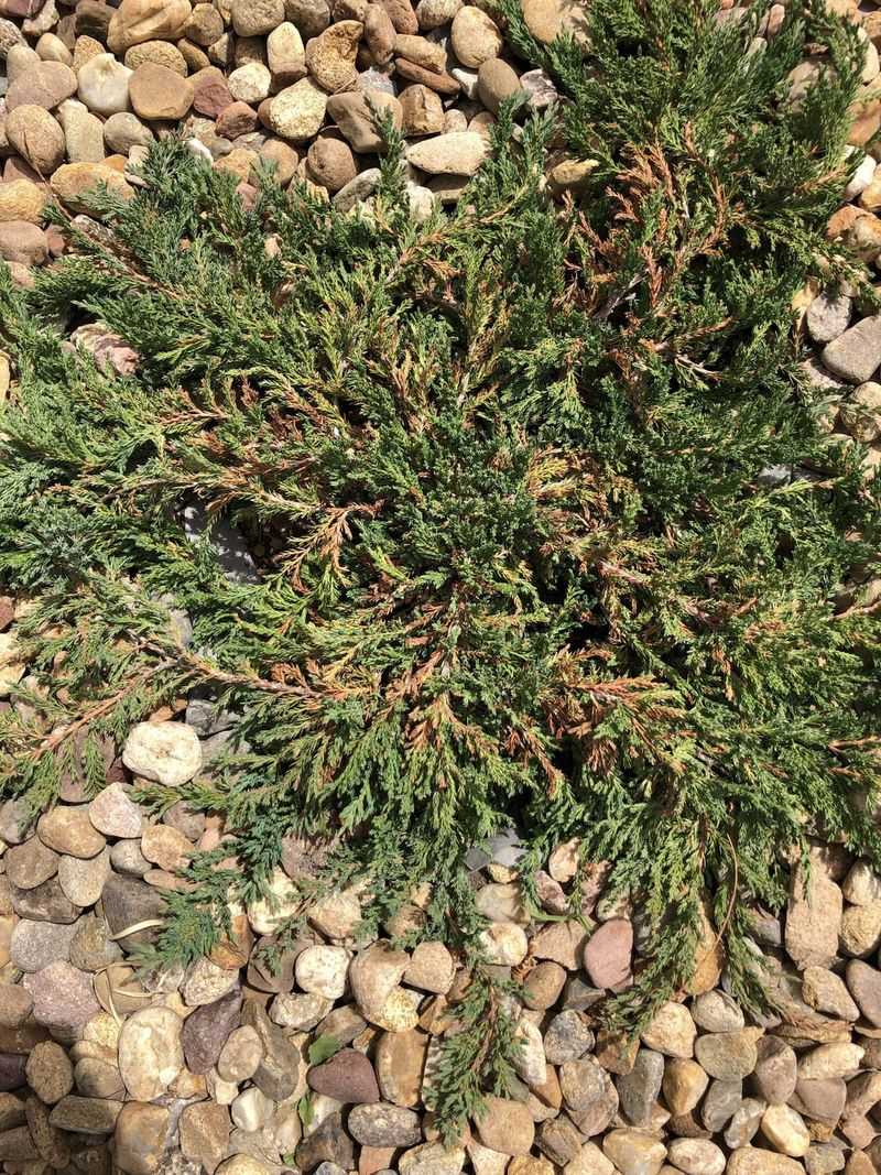 Juniper Holds Onto Flammable Resin Juniper Holds Onto Flammable Resin