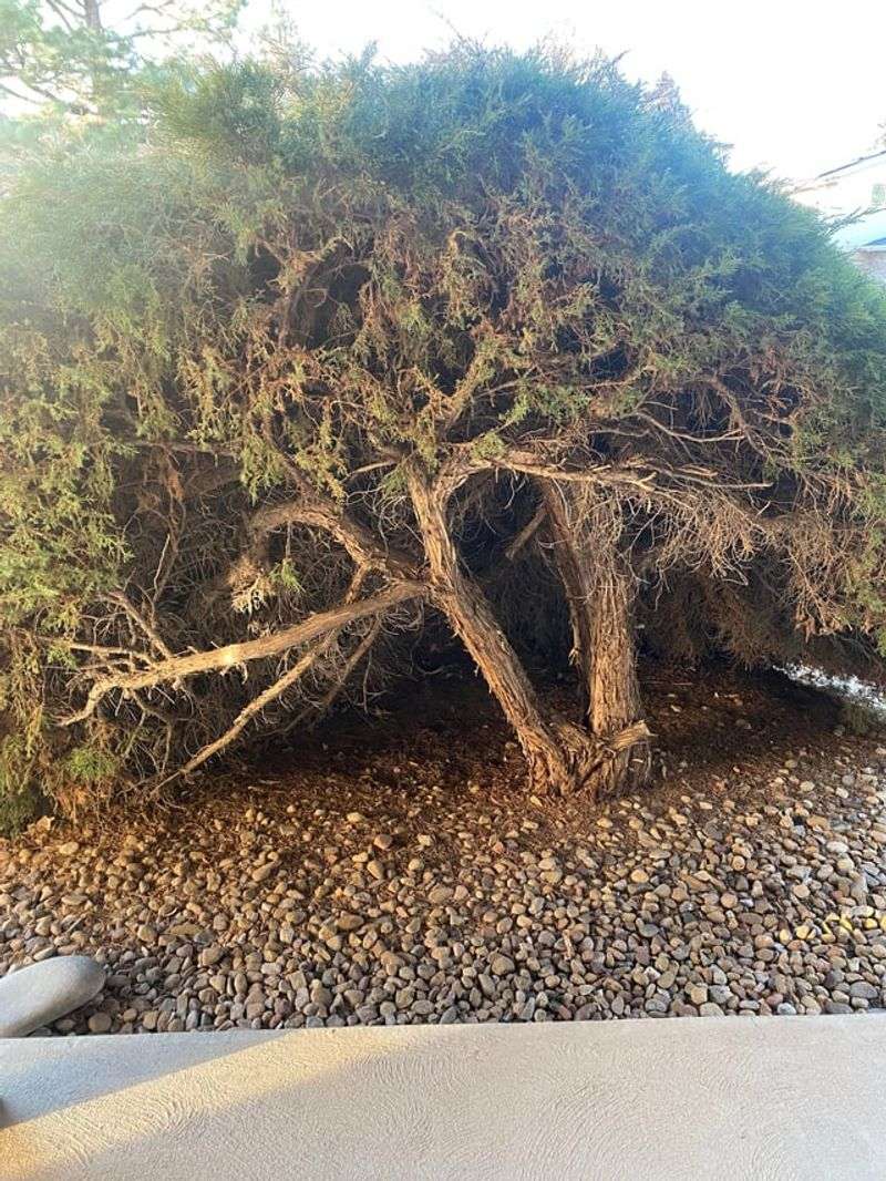 Junipers Need Good Airflow Around Branches Junipers Need Good Airflow Around Branches