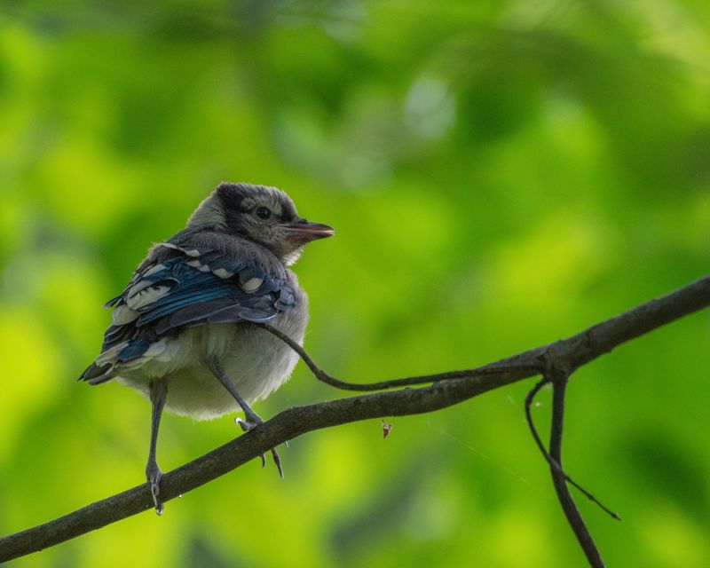 Juvenile Jays Are Becoming More Independent