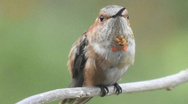 Juvenile Rufous Hummingbirds can hide the familiar rusty color Juvenile Rufous Hummingbirds can hide the familiar rusty color