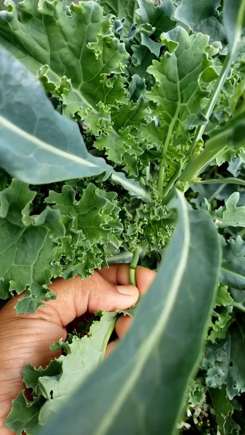 Kale Kale