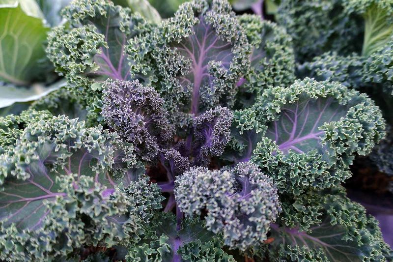 Kale Kale