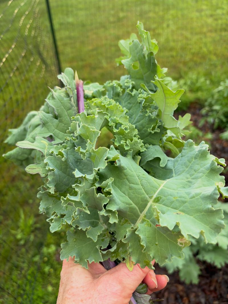 Kale Kale