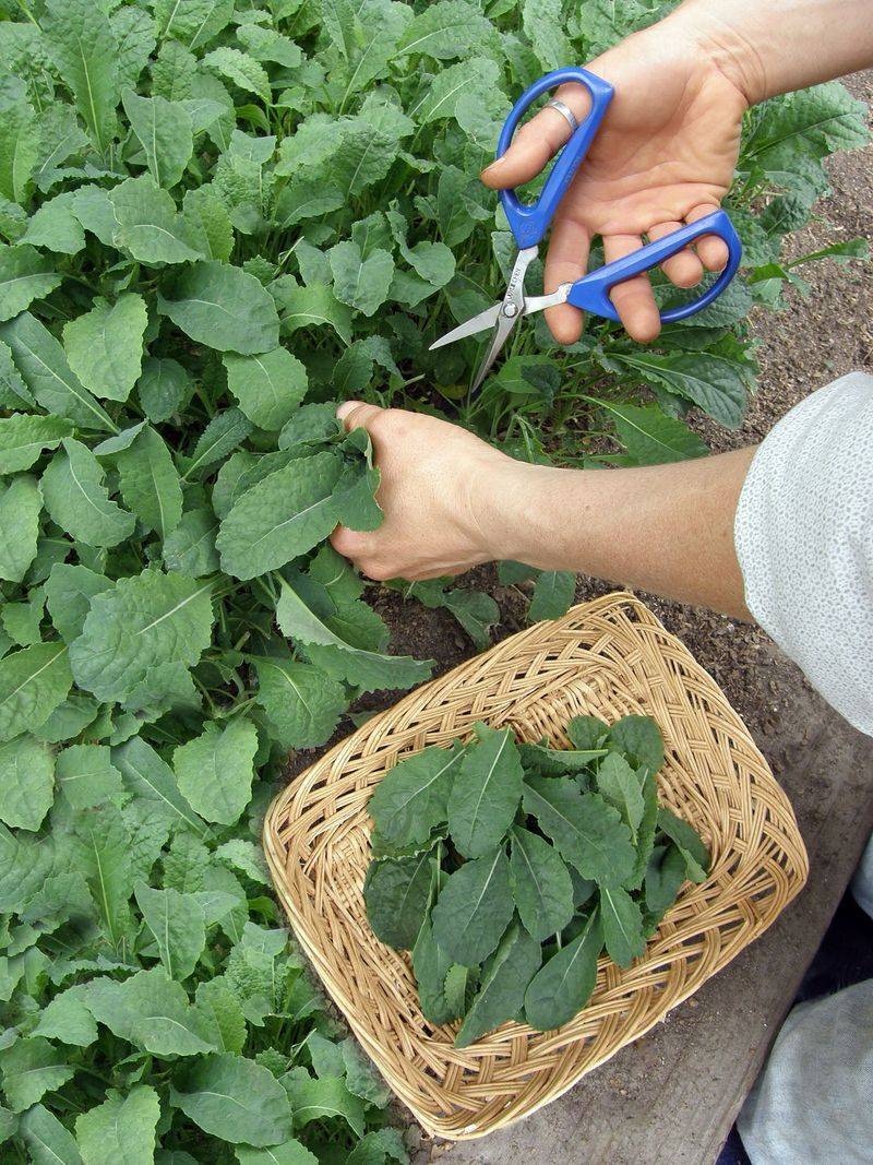 Kale (Baby Leaves) Kale (Baby Leaves)