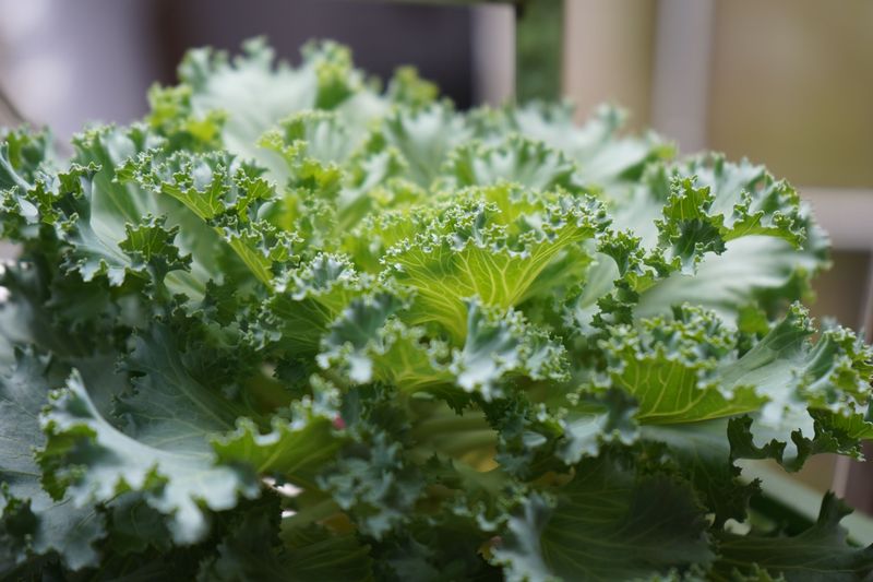 Kale For Frost Kissed Winter Flavor